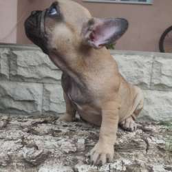 Französische Bulldogge Welpen в Липецке фото 5