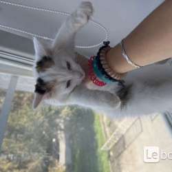 котенок не продаётся в Верхней Пышмы фото 4