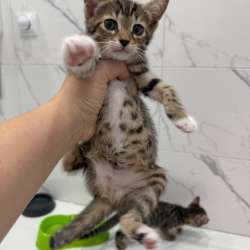 Котята в Волжске фото 3