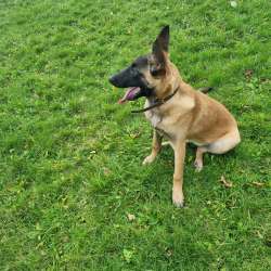 Maninois puppy for sale фото 3