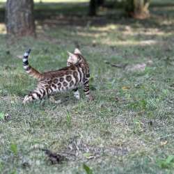 Бенгальские котята