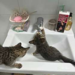 Котята в Видном