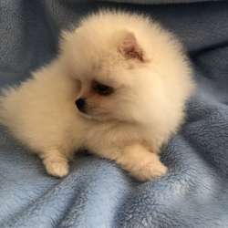 Продам померанский шпиц мини фото 3