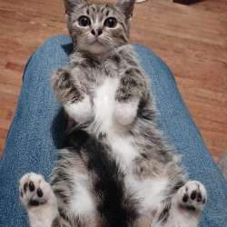 Самый милый котенок в мире