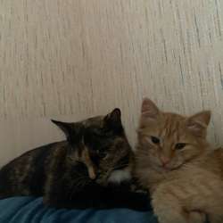 Котята в добрые руки в Челябинске фото 4