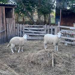 Продам Баранов и овец в Отрадном