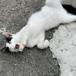 Котята ищут дом в Владивостоке фото 3