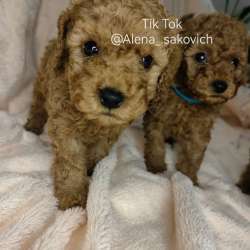 Карликовый Пудель Poodle фото 5