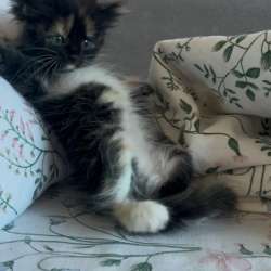 Котенок в добрые руки в Орехово-Зуево