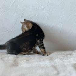 Мраморные Бенгальские котята