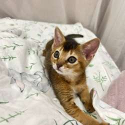 Абиссинский котёнок в Ставрополе