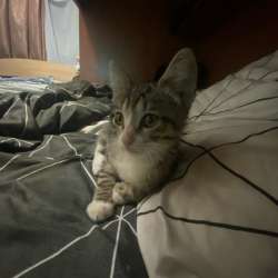 Котенок