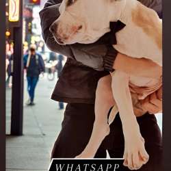 American bully