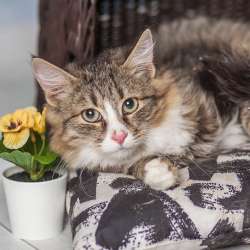 Котенок по имени Чипп ищет дом в Москве