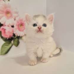 Munchkin male odd eyes
