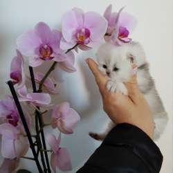 Красивые шикарные котята фото 15