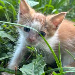 Котята в Кашире фото 3