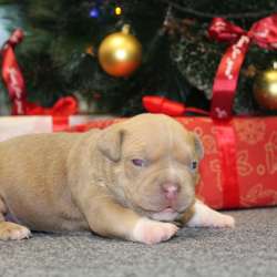 Открыта Бронь на American Bully премиум качества фото 4
