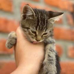 Котятам нужен дом в Ростове-на-Дону фото 4