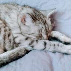 2-летняя кошечка Грейси даром в Москве