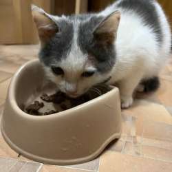 Котёнок в Тольятти