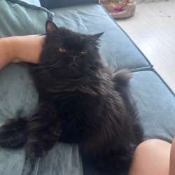 Персидский котик в Уфе фото 3