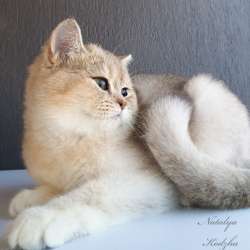 Британская кошечка