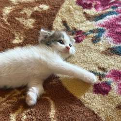 Котенок шотландский