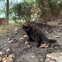 Отдам котят СРОЧНО! в Краснодаре