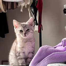 Котята в Румянцево фото 4