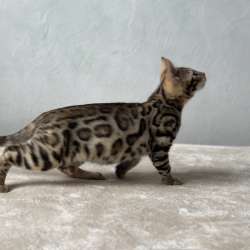 Available Bengal kittens фото 6