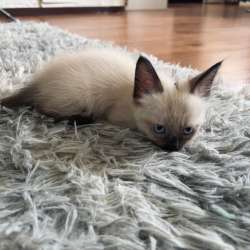 Невские маскарадные котята в Ростове-на-Дону фото 4