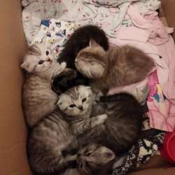Scottish fold. male, Scottish strait female. Document