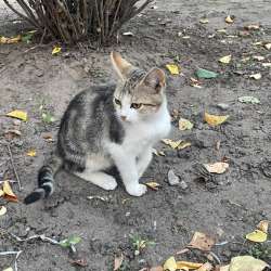 Котята в добрые руки срочно в Россоши