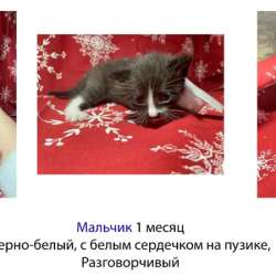 Котята в добрые руки. Чита