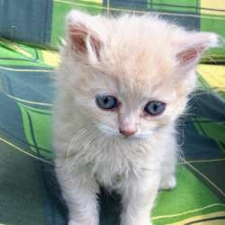 Месячные котята в добрые руки