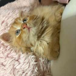 Котенок в добрые руки в Зеленограде