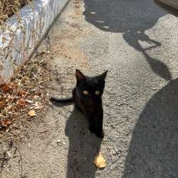 Бездомный котенок в Орске