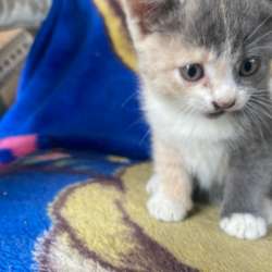 Котята в добрые руки в Краснодаре фото 3