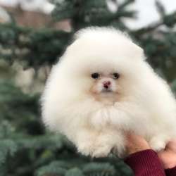 Щенки померанского шпица от Ирлайн-дог в продаже фото 4