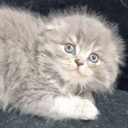Продаются котята, голубоглазые, шотландские вислоухие фото 10