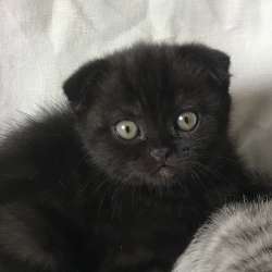 Котенок (шотландская вислоухая)