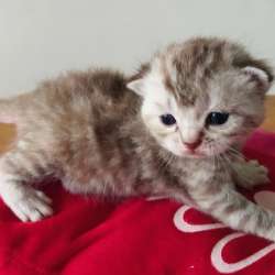 Скоттиш фолд и Скоттиш страйт шиншиллыРодословная фото 6