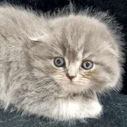 Продаются котята, голубоглазые, шотландские вислоухие фото 18