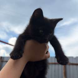 Котята в добрые руки в Москве фото 4