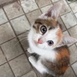 Котенок