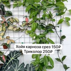 Хойи,эписции,плектрантусы,колеусы,Эпипремнум. в Краснодаре фото 3