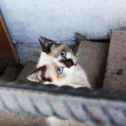 Сиамские котята