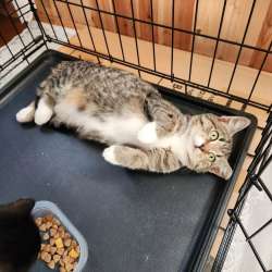 Котенок Зайка с белыми лапками ищет дом в Санкт-Петербурге