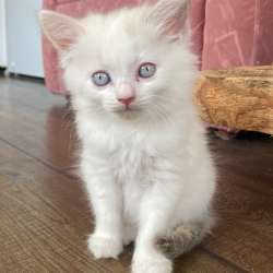 Котята в добрые руки в Ставрополе фото 7
